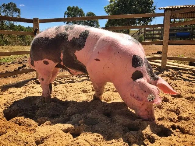 Reprodução de suínos: cio, inseminação e gestação