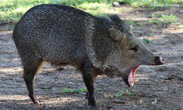 Caititu, porco-do-mato silvestre brasileiro