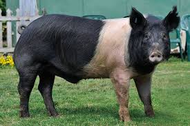 Suínos da raça Hampshire
