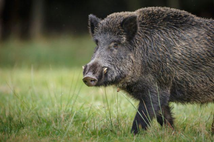 Javaporco, híbrido de javali com porco doméstico