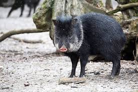Queixada, porco-do-mato silvestre brasileiro